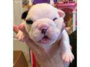 Bulldog Puppy for sale in Grovetown, GA, USA