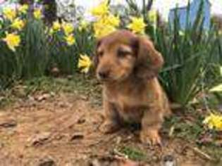 Dachshund Puppy for sale in Buena Vista, GA, USA