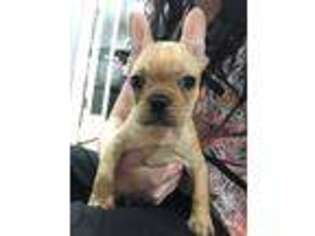 French Bulldog Puppy for sale in Hopwood, PA, USA