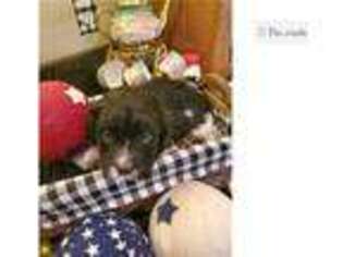 Cavapoo Puppy for sale in Biloxi, MS, USA