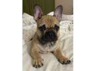 French Bulldog Puppy for sale in Dickson, TN, USA