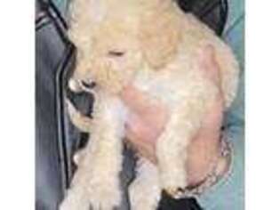 Goldendoodle Puppy for sale in Lannon, WI, USA