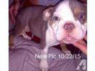 Bulldog Puppy for sale in CANOGA PARK, CA, USA