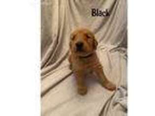 Golden Retriever Puppy for sale in Sun City, AZ, USA