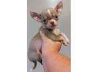 Chihuahua Puppy for sale in Stanley, VA, USA