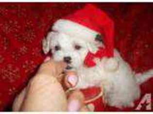 Maltese Puppy for sale in WEST BLOOMFIELD, MI, USA