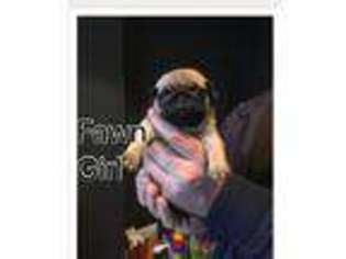 Pug Puppy for sale in Treharris, Mid Glamorgan (Wales), United Kingdom