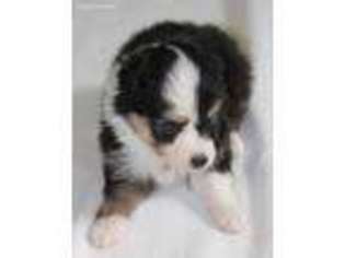 Miniature Australian Shepherd Puppy for sale in Headland, AL, USA