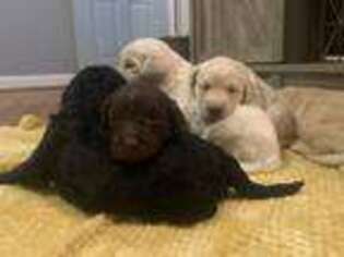 Labradoodle Puppy for sale in Williamston, SC, USA