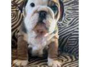 Bulldog Puppy for sale in Brighton, CO, USA