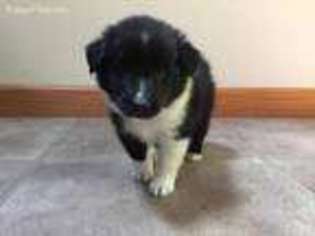 Shetland Sheepdog Puppy for sale in Collinsville, IL, USA