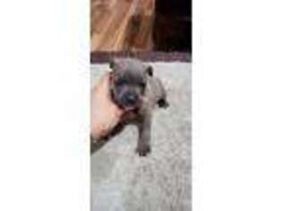 Staffordshire Bull Terrier Puppy for sale in Adkins, TX, USA