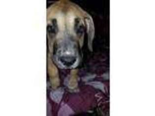 Great Dane Puppy for sale in Rector, AR, USA