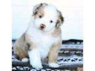 Miniature Australian Shepherd Puppy for sale in Ellsinore, MO, USA