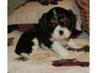 Cavalier King Charles Spaniel Puppy for sale in Waukomis, OK, USA