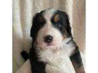Bernese Mountain Dog Puppy for sale in Scottsboro, AL, USA