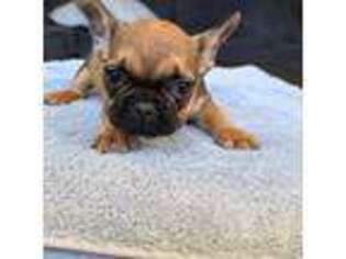 French Bulldog Puppy for sale in San Jose, CA, USA