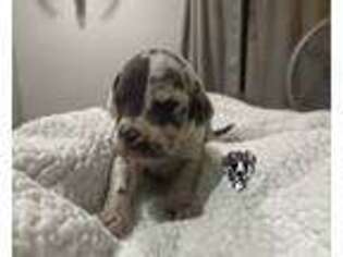 Medium Photo #1 Great Dane Puppy For Sale in Bloomington, IL, USA