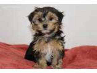 Yorkshire Terrier Puppy for sale in Fort Plain, NY, USA