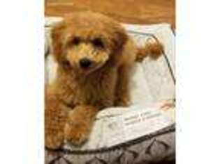 Goldendoodle Puppy for sale in Ridgewood, NY, USA