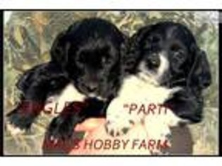 English Springer Spaniel Puppy for sale in Portland, OR, USA