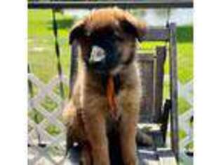 Belgian Tervuren Puppy for sale in Guntersville, AL, USA
