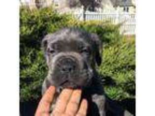Cane Corso Puppy for sale in Bridgewater, NJ, USA