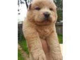 Chow Chow Puppy for sale in Sacramento, CA, USA