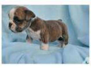 Bulldog Puppy for sale in TERRELL, TX, USA