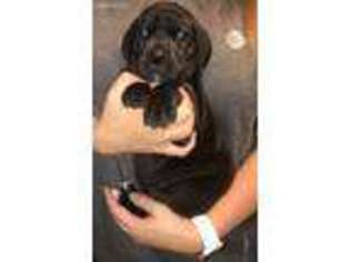 Great Dane Puppy for sale in Manhattan, KS, USA