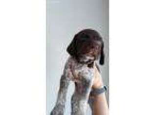 German Shorthaired Pointer Puppy for sale in Mesa, AZ, USA