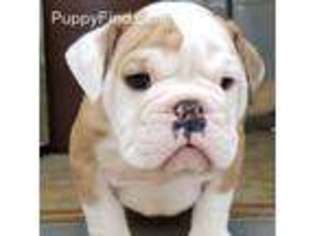 Bulldog Puppy for sale in Falling Waters, WV, USA