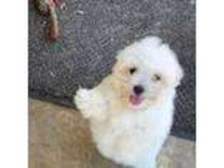 Coton de Tulear Puppy for sale in Mead, OK, USA