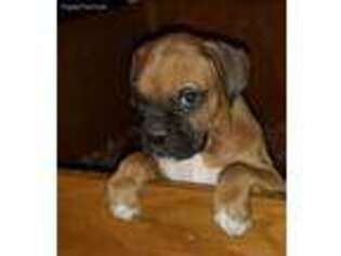 Boxer Puppy for sale in Biglerville, PA, USA