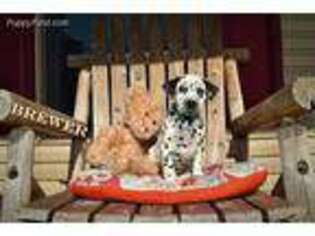 Dalmatian Puppy for sale in Columbus, OH, USA