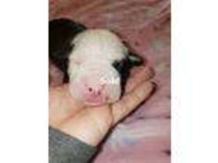 American Bulldog Puppy for sale in Clay, NY, USA