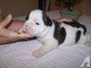 Bulldog Puppy for sale in EARLETON, FL, USA