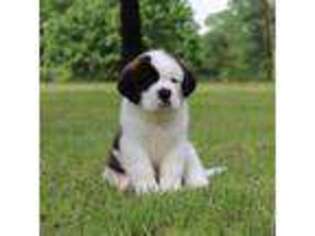 Saint Bernard Puppy for sale in Cleveland, TX, USA