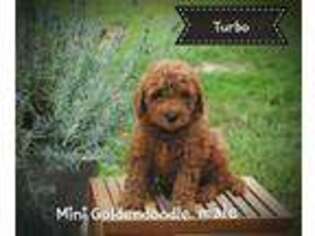 Goldendoodle Puppy for sale in Monticello, KY, USA