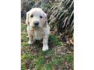 Goldendoodle Puppy for sale in Whitesburg, KY, USA