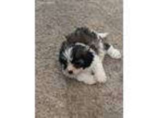 Shih-Poo Puppy for sale in Adelanto, CA, USA