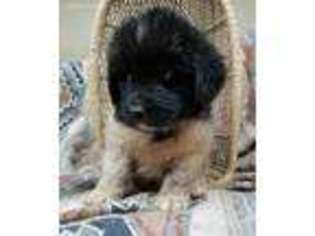 Newfoundland Puppy for sale in Cullowhee, NC, USA