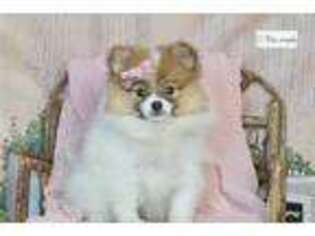 Pomeranian Puppy for sale in Fort Wayne, IN, USA