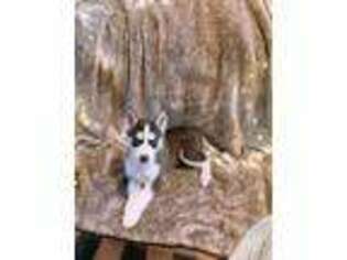 Siberian Husky Puppy for sale in Alexandria, VA, USA
