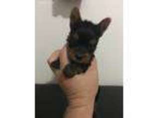 Yorkshire Terrier Puppy for sale in Henderson, KY, USA