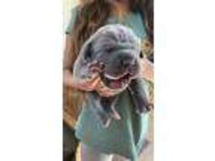 Cane Corso Puppy for sale in Porterville, CA, USA
