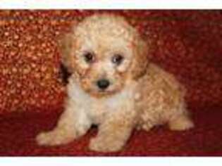 Mutt Puppy for sale in Hawarden, IA, USA