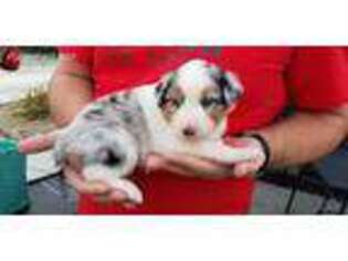 Australian Shepherd Puppy for sale in Riverbank, CA, USA