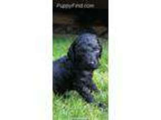 Goldendoodle Puppy for sale in Lake Stevens, WA, USA