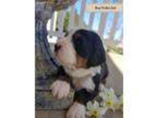 Bernese Mountain Dog Puppy for sale in Columbia, KY, USA
